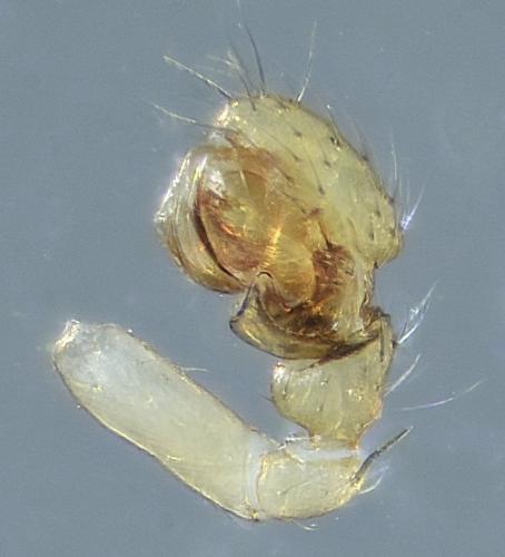 Centromerus phoceorum